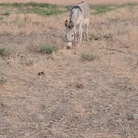 الاغ گوسفندی تند رو سواری عالی