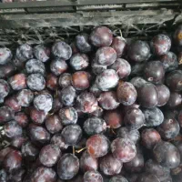 آلو بخارا(نیشابور)