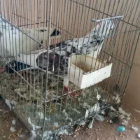 کفتر