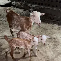 کهره جمولی و یک نری