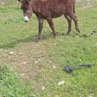 خر نر