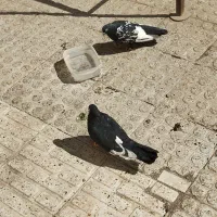 کبوتر نر و ماده با 2 عدد جوجه راه آهن