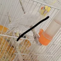جفت عروس لوتینو مولد