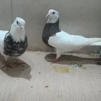 ۹عدد طوقی کاکل پالخت