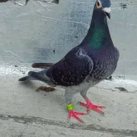 کبوتر دوبر ماده