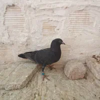 فروش جوجه کبوتر پلاکی