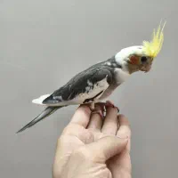 جوجه عروس هلندی