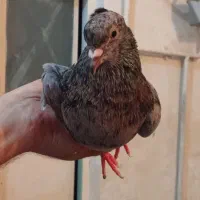 کفتر سرور دم سفید نر