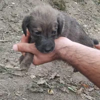 توله پویینتر شکاری