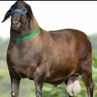 قیمت. مناسب ‌‌‌‌‌‌‌‌‌.گوسفند. زنده.