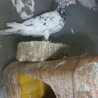 خارا سیاه