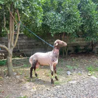 گوسفند نر جوان