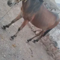 قاطر