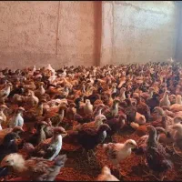 جوجه ی جهادی و محلی
