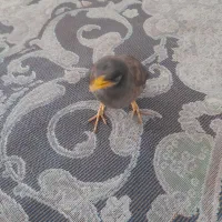 جوجه مینا سر حال و شاداب