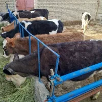 واسه پرواری در دامداران