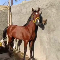 اسب دره شوره