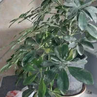 گل آپارتمانی زیبا و پر پشت