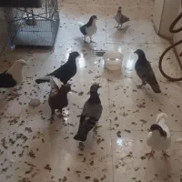 فروش کفتر