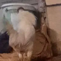 خروس محلی