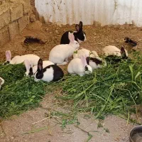 خرگوش