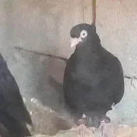 000