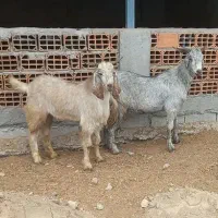 ۲راس بزغاله نر درجه یک برای داشتی وکشتاری