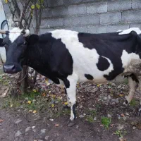 دو عدد گاو خوش خوراک