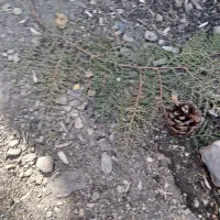 کهنه باغ ذلف ابادفراهان