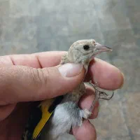 ۳ تا حوجه استان فارسی حراج همشون نر