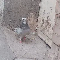 سار المان وشازده