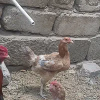مرغ‌و‌خروس‌دورگ‌لاری