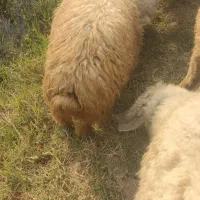 بره درجه یک کمر پر به شرط سالم