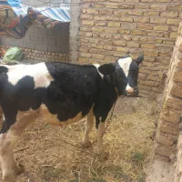 گوساله