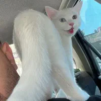 گربه سفید Van با رنگ چشم متفاوت یک سوم قیمت