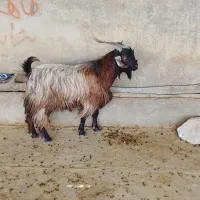 گوسفند شک ورن کردی