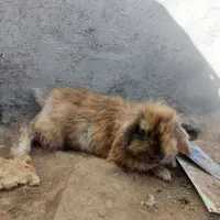 خرگوش لوپ