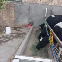 گاو شیری