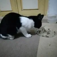 واگذاری گربه 3 ماهه خانگی رایگان