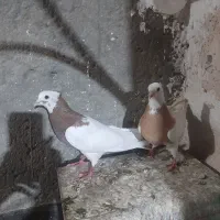 کبوترهم جفت گاه هم پرشی