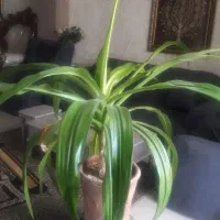 گل اشک ملکه