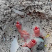 قناری و  سهره