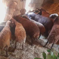 فروش چند راس بره چاق و نیمه چاق