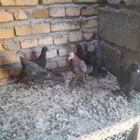 کبوتر|پرنده|صوفیان, |دیوار