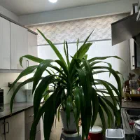 گل  طبیعی