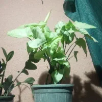 حراج گل طبیعی
