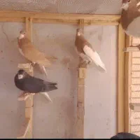 کفتر|پرنده|شیراز, شاه قلی بیگی|دیوار