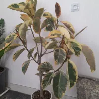 گلها دونه ای یک تومن