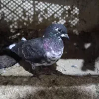 جوجه قاره