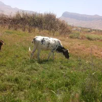 1 راس گوساله دورگ با۳ماه ابستنی که دکتر معاینه